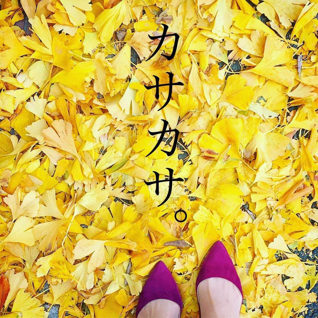 珠洲春希さんのインスタグラム写真 - (珠洲春希Instagram)「道路を歩くと銀杏がカサカサ。 同時に、乾燥で、お肌もカサ、カサ…😅 悩ましい季節に突入です😅 でも、黄色の絨毯に包まれる東京の秋はとても好きです🍁 関西の往復も始まり、昨日は明け方にホテルを出発し、東京へ。その足で、元気なエネルギーを貰える4クラス。勿論終わった後には「ふぅぅーっ」と空気が抜けますが、とてもやりがいのある大切な時間です😊❤️帰宅しライブラリーで2:00までお仕事🧐中々手際の悪い自分…もう少し容量が良くなりたいです…😖 本日も、2つお仕事を終え、🚅に乗り込みます。 年賀状を作っておりますのに、書く時間の無い焦り…。 知らぬ間にクリスマス🎄も終わってしまうのでしょう…そして、新しい年が明けてしまいそうです。  年末へのカウントダウン。 明日も、初心を忘れずに、 お仕事を努めて参りたいと思います。」12月22日 19時27分 - harukisuzu54