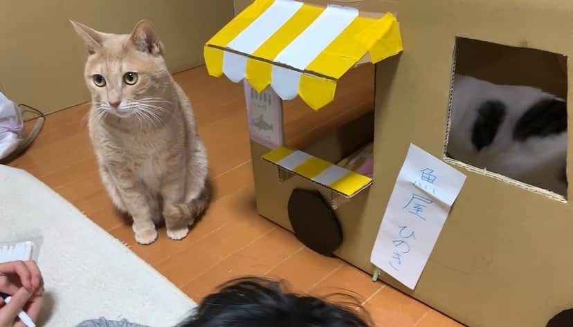 ひのき猫さんのインスタグラム写真 - (ひのき猫Instagram)「魚屋ひのき、オープンしました(笑)」12月22日 19時23分 - hinoki.cute.kitten