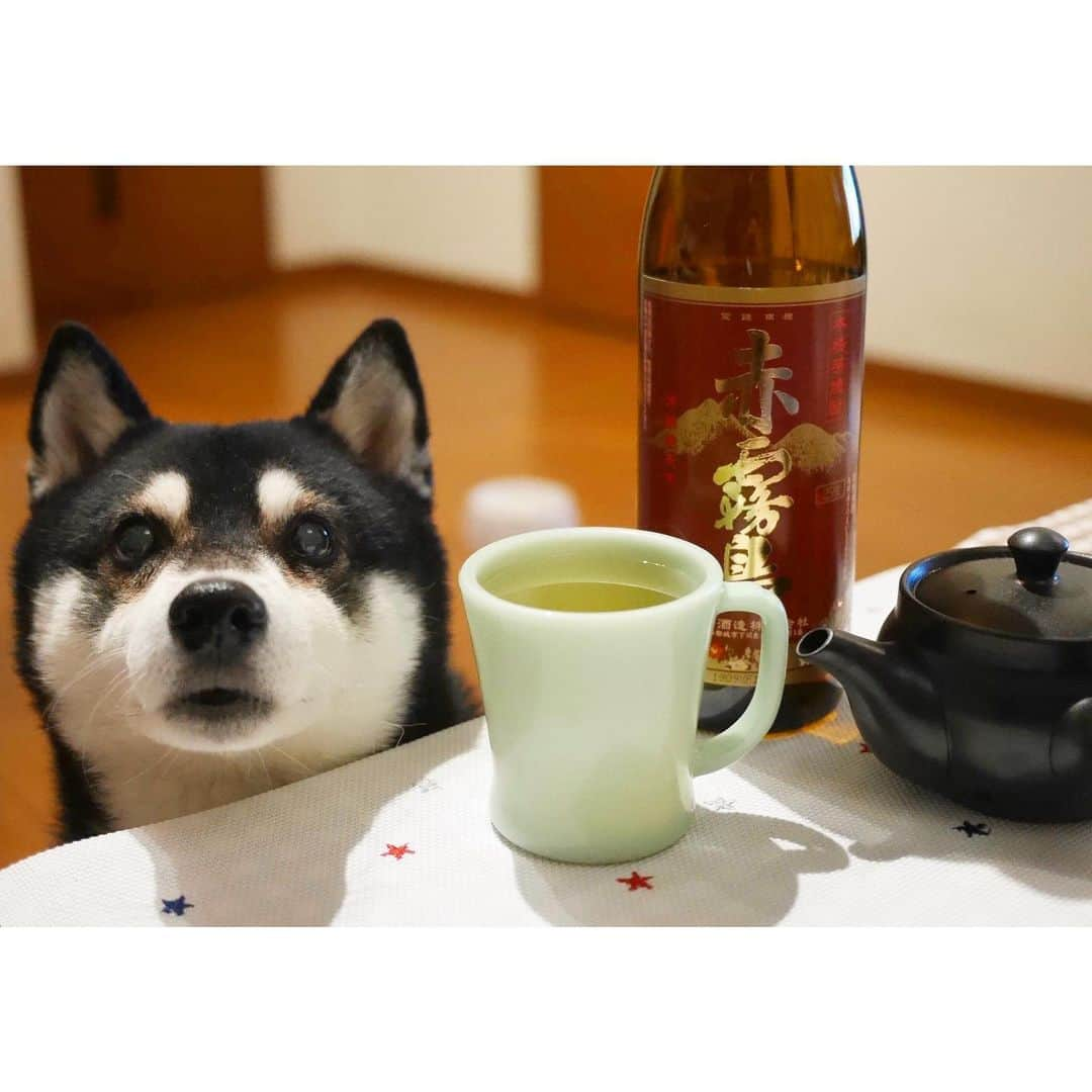 くろさんのインスタグラム写真 - (くろInstagram)「🍵お茶割りの美味しい季節になりました◡̈ #M1見ながら #赤霧島お茶割り #お茶割り #fireking #firekingmug #ファイヤーキング #ジェダイ #赤霧島 #霧島酒造 #黒柴 #柴犬 #和犬 #日本犬 #柴犬と一緒 #柴犬のいる暮らし #柴犬のいる生活 #わんこと一緒 #わんこのいる暮らし #わんこのいる生活 #目線の先にはおやつ #カメラ目線犬 #晩酌犬 #モデル犬 #オファーお待ちしております」12月22日 19時31分 - m6bmw