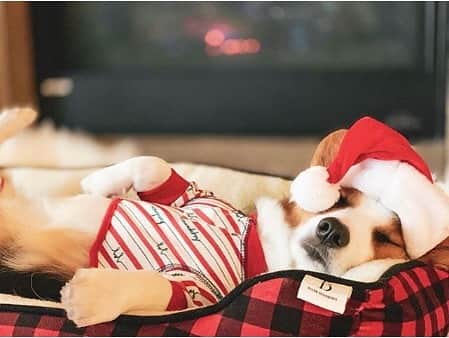 エレン・デジェネレスさんのインスタグラム写真 - (エレン・デジェネレスInstagram)「Santa puppy. #EDPets @edbyellen」12月23日 5時40分 - ellendegeneres