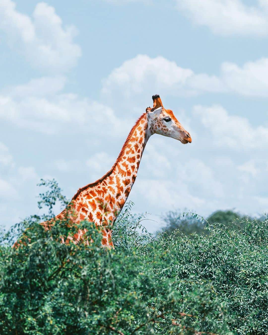 リリー＝ローズ・メロディのインスタグラム：「La tête dans les nuages 🦒☁️How can nature be so incredibly perfect?! @croisieurope_official」