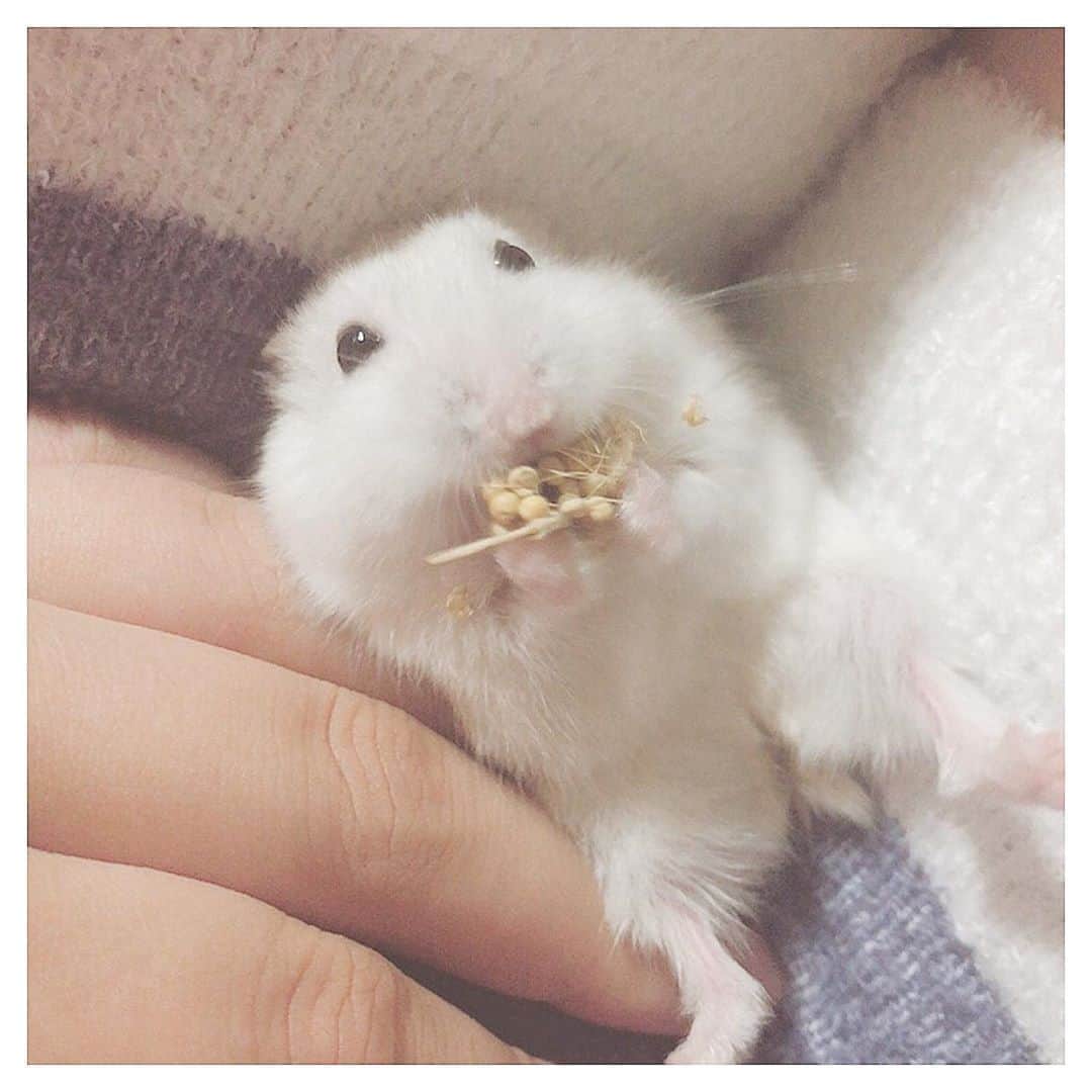 清家麻里奈のインスタグラム：「R.I.P.🌈sugar🐹💕 大好きで愛おしいシュガちゃん❤️1歳7ヶ月…最後までよく頑張りました✨👏ペットショップでソルトとシュガーを見て一目惚れして、家族になりました🐹🐹シュガちゃんはおっとりしててご飯もりもり食べて初めてラッコ食べ🦦してくれたハムちゃん👀✨いつも甘えて耳ぺたーんてアザラシみたいな顔でそれがもう可愛くて可愛いくて💕💕素手で触っても噛まずにそれどころか手をなめてくるくらい人懐っこい子やったね😊✨毎日この可愛いお顔を見るのを楽しみにお家へ帰ってました✨名前よんだらダーーッて寄ってきて手に飛び乗るシュガちゃんをもう見れないなんて悲しすぎて😭シュガちゃんがお空に行ってすぐ、ソルトと対面させたらソルちゃんすぐに寄って行って昔みたいに毛繕いしたのをみて涙腺崩壊しました😭姉妹愛😭💗最後看取るつもりが、ほんのちょっとうとうとした間にいっちゃったからそばにいれなかったけどやっぱり最後は静かに心配かけずにいくところがシュガらしい！あんまりくよくよしてたら怒られそうやし、これからはソルトとチロをお空から見守っててねー✨もちろんまりも！笑　りちゅや他の先輩ハムちゃんと仲良くして下さい❗️💗またね、シュガちゃん🐹大好き💕」