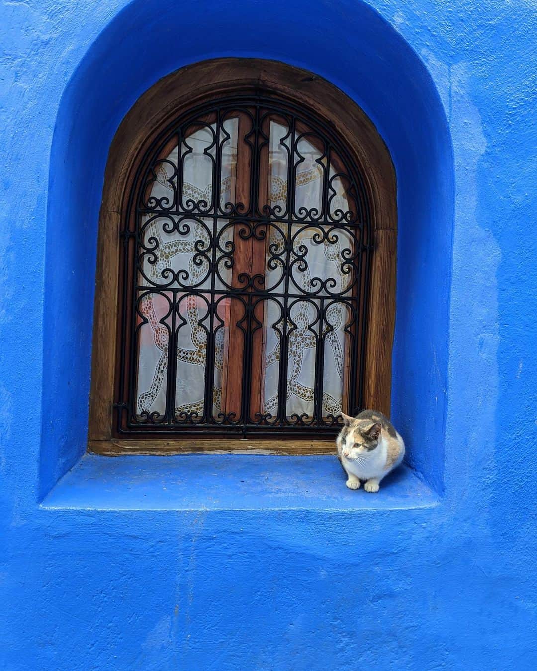 高橋メアリージュンさんのインスタグラム写真 - (高橋メアリージュンInstagram)「#chefchaouen  #morocco  #travelingalone #cat」12月22日 21時43分 - maryjuntakahashi