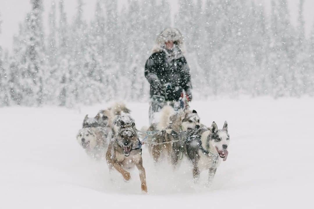 National Geographic Travelさんのインスタグラム写真 - (National Geographic TravelInstagram)「Photo by @kiliiiyuyan | Alison Lifka's dog team races through fresh snow as they train just days before the famous Iditarod dogsled race in Alaska. "For me, all the other races were a way to gain experience so I could run the Iditarod," she says. "There are very few chances to travel for a thousand miles in such rugged wilderness." Follow me @kiliiiyuyan for more from the north and beyond. #alaska #iditarod #women」12月22日 22時07分 - natgeotravel