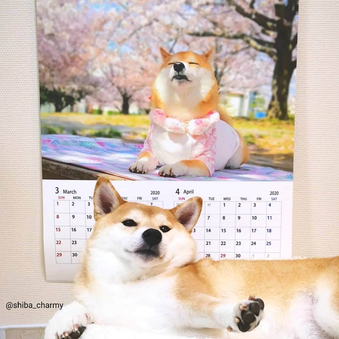 ちゃみさんのインスタグラム写真 - (ちゃみInstagram)「. calendar📆🐶 チャーミーのカレンダーが届きました😆 お気に入りの写真6枚で @atom_kikaku_official  さんで作っていただきました❣️ . 高級感のあるマットな質感です✨ うちの子カレンダーを考えていらっしゃる方は @atom_kikaku_official を覗いてみてね🐶✨ 今 注文されると1月上旬のお届けになるそうです😊 . #カレンダー2020  #うちの子壁掛けカレンダー2020  #カレンダー . #柴犬#犬#しばいぬ#pecoいぬ部#いぬのきもち#shiba#shibainu#dog#weeklyfluff#adorable」12月22日 22時33分 - shiba_charmy