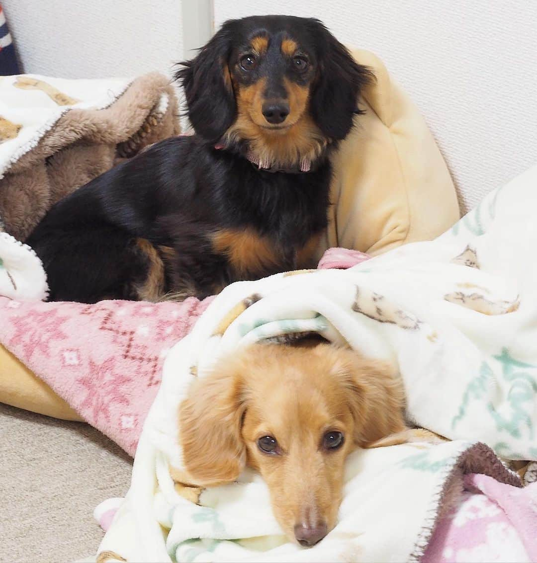 Sora Momoさんのインスタグラム写真 - (Sora MomoInstagram)「2人でこっち見てるそらともも🐶🐾🐶 ☺︎ わぁ〜これは写真撮らなきゃってカメラ向けると一瞬でそっぽ向いちゃうから必死😅💦 ☺︎ お姉ちゃんがカメラに何か飛び出すおもしろい物でもつけいたらって言うけど そんなことしたら、そらは走って来ちゃって ももはびびって逃げて行っちゃうよ💦 ☺︎ どうして2人でこっち見てるのかは ストーリーズで見てね😊 ☺︎ #こっち見てる#カメラ目線#カメラ嫌い#おかあさん見てるのに#ぷいってされる #必死で撮ったら#ちょっとピンぼけ#仲良し#そらともも #ダックス#ミニチュアダックス#ダックス多頭飼い #dachshund #miniaturedachshund」12月22日 22時36分 - teratera_sorapu_