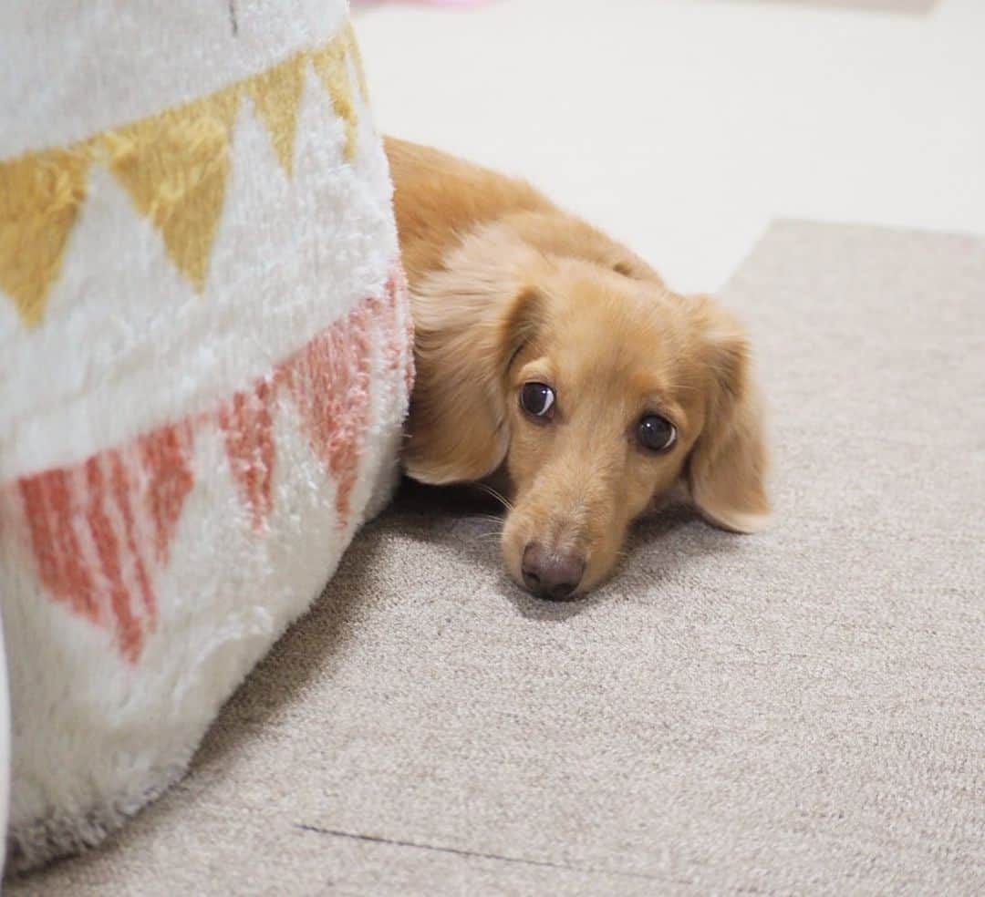 Sora Momoさんのインスタグラム写真 - (Sora MomoInstagram)「ごはんまだかなぁそらともも🐶🐾🐶 ☺︎ そらはまだかなぁってじっと待ってるんだけど ももは私の視界に入るところへどんどん移動してまだですか？って言ってくる😅💦 ☺︎ #ごはん待ち#まだかなぁ#じっと待つ#そらは修行モード#ももはアピール#カメラ持って逃げても#追いかけて来る#今度から#ももと遊びたい時は#こうしようっと😆#仲良し#そらともも #ダックス#ミニチュアダックス#ダックス多頭飼い #dachshund #miniaturedachshund」12月22日 22時49分 - teratera_sorapu_