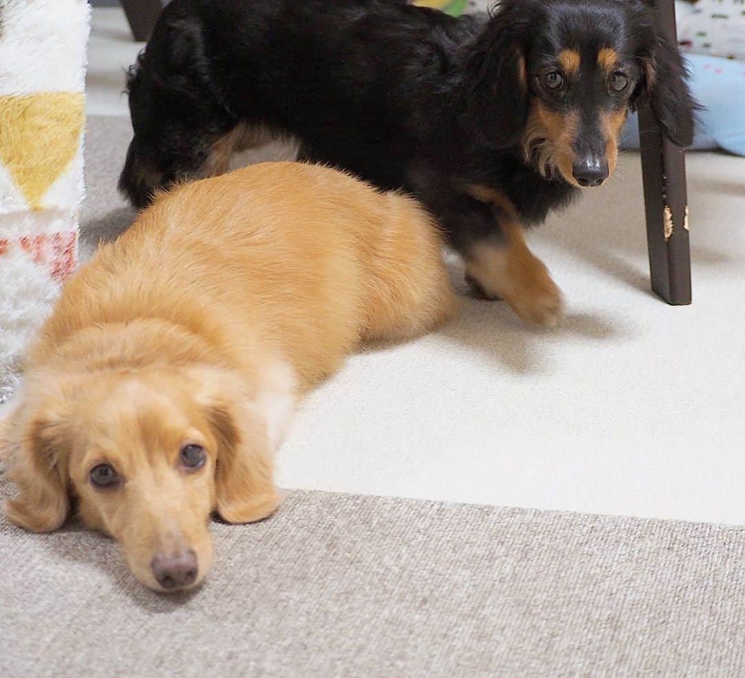 Sora Momoさんのインスタグラム写真 - (Sora MomoInstagram)「ごはんまだかなぁそらともも🐶🐾🐶 ☺︎ そらはまだかなぁってじっと待ってるんだけど ももは私の視界に入るところへどんどん移動してまだですか？って言ってくる😅💦 ☺︎ #ごはん待ち#まだかなぁ#じっと待つ#そらは修行モード#ももはアピール#カメラ持って逃げても#追いかけて来る#今度から#ももと遊びたい時は#こうしようっと😆#仲良し#そらともも #ダックス#ミニチュアダックス#ダックス多頭飼い #dachshund #miniaturedachshund」12月22日 22時49分 - teratera_sorapu_