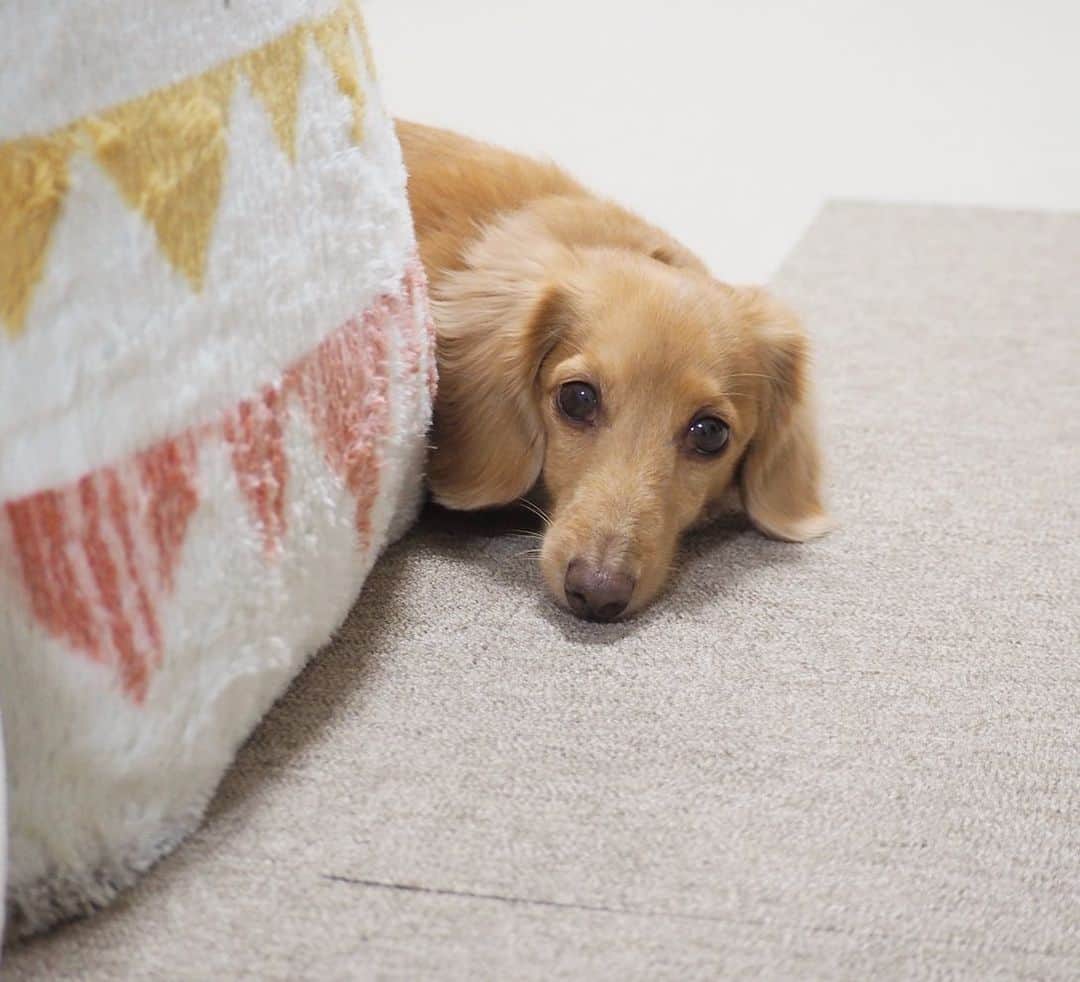 Sora Momoさんのインスタグラム写真 - (Sora MomoInstagram)「ごはんまだかなぁそらともも🐶🐾🐶 ☺︎ そらはまだかなぁってじっと待ってるんだけど ももは私の視界に入るところへどんどん移動してまだですか？って言ってくる😅💦 ☺︎ #ごはん待ち#まだかなぁ#じっと待つ#そらは修行モード#ももはアピール#カメラ持って逃げても#追いかけて来る#今度から#ももと遊びたい時は#こうしようっと😆#仲良し#そらともも #ダックス#ミニチュアダックス#ダックス多頭飼い #dachshund #miniaturedachshund」12月22日 22時49分 - teratera_sorapu_