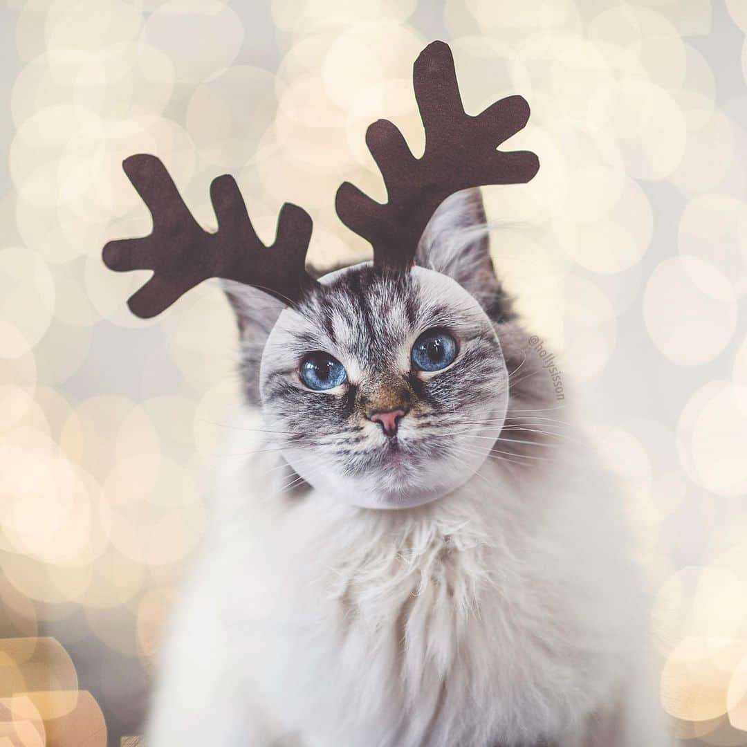 Holly Sissonさんのインスタグラム写真 - (Holly SissonInstagram)「Alice, the wide eyed reindeer! 😹🎄🐱❤️ #xmaswonders #Siberiancat #christmas #bokeh #framedfurryfaces (See more of Alice, Finnegan, and Oliver, on @pitterpatterfurryfeet) ~ Canon 1D X MkII + 85 f1.4L IS @ f1.4  See my bio for full camera equipment information plus info on how I process my images. 😊」12月22日 23時14分 - hollysisson