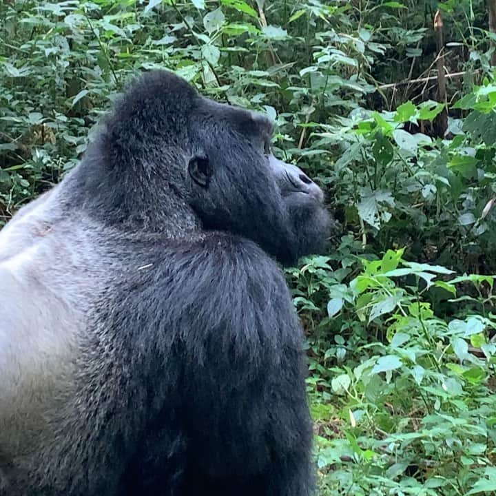 フランコ・ディ・サントのインスタグラム：「Una de las experiencias q nunca voy a olvidar en mi vida , poder compartir con estos animales increíbles y darme cuenta de lo parecidos q podemos llegar a ser !!! ❤️🙏🦍 #guhonda ( el gorila más viejo del mundo 49 años ) #gorillas #savegorillas #ruanda」