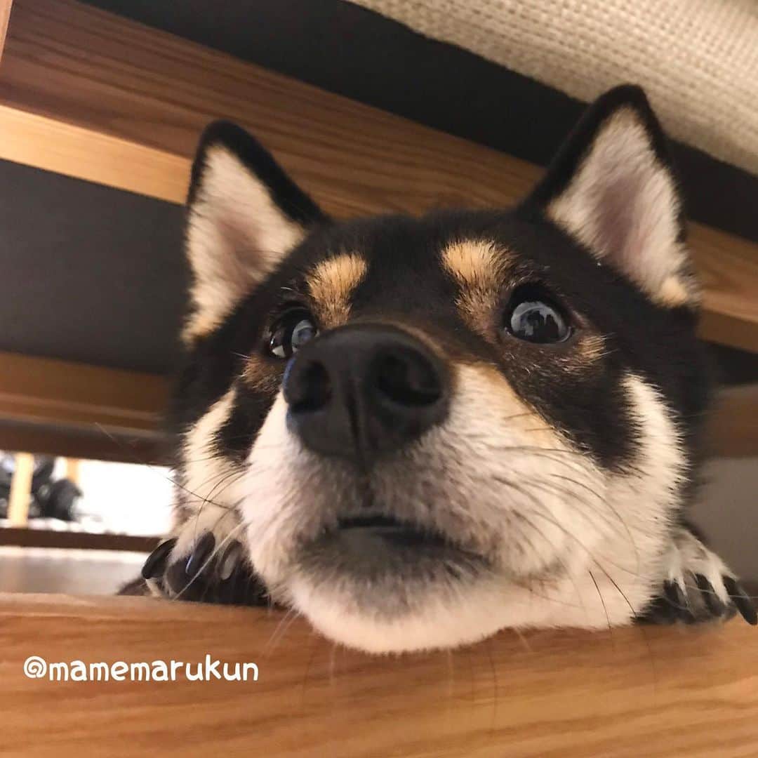 まめ丸のインスタグラム：「* * 今日は『とーじ』なんだって🐶❣️ みんなゆず🍋のおふろ入ったかなー🐶💓 #ぼくはおふろキライだからなし * Good night🐶💓 * #ゆかだんぼ🐘 でぬっくぬく #みんなもあったかくしてねてね #ソファの下のまめ丸 シリーズ * #柴犬#豆柴#柴#黒柴#犬#しばいぬ#shiba#shibainu#shibastagram#shibadog#puppy#instadog#dogstagram#dog#instashiba#blackshiba#petstagram#pet#cutepetclub#강아지#멍스타그램#boopthesnoot#doglover#ilovemydog#weeklyfluff」