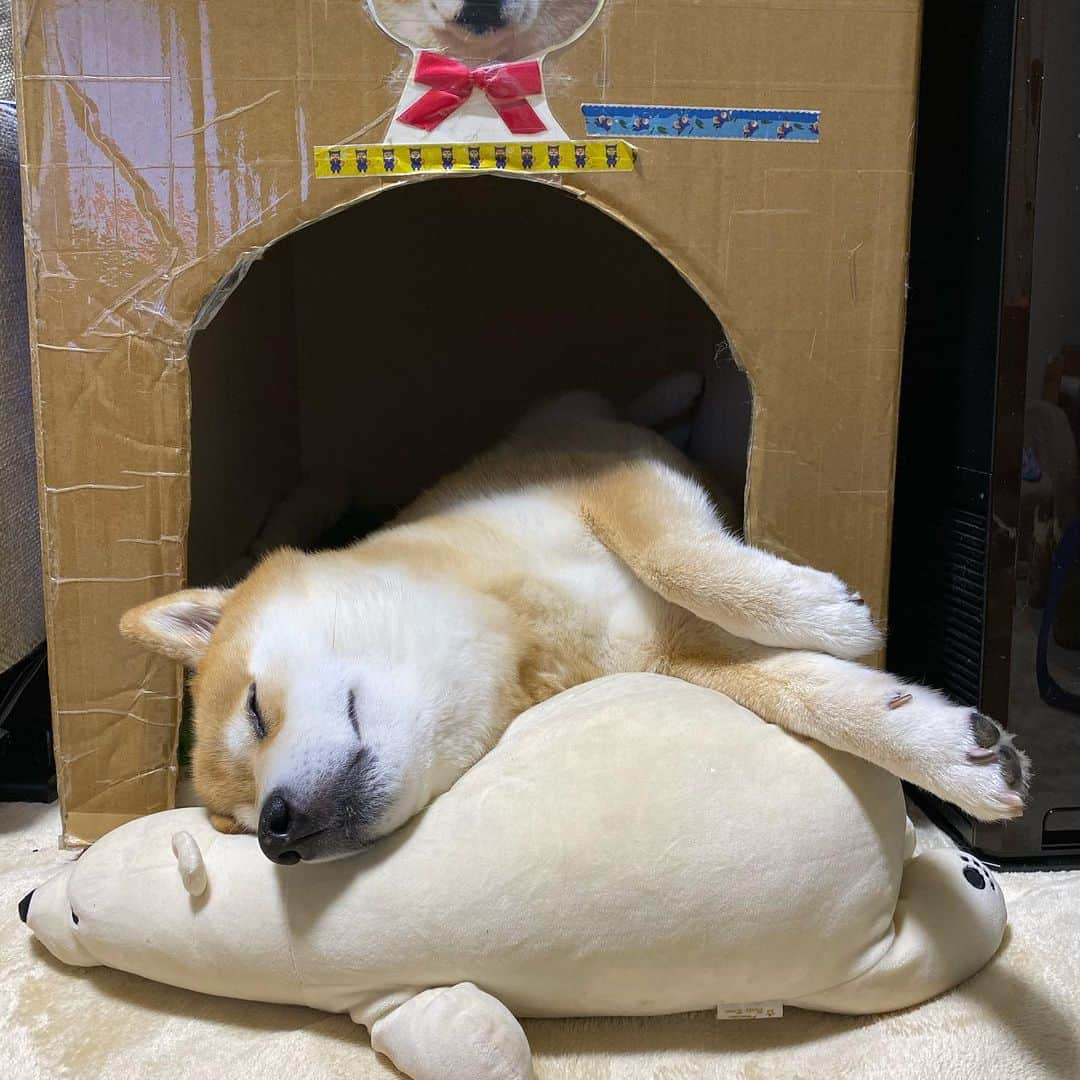 まる（まるたろう）さんのインスタグラム写真 - (まる（まるたろう）Instagram)「Good night!✨🐶💤✨しろくまさんの背中って気持ちいいんだよね〜 #受け止めてくれる感じっていうのかな #フィットする感じ #いつもお世話になっております #はみ出し気味」12月23日 0時12分 - marutaro