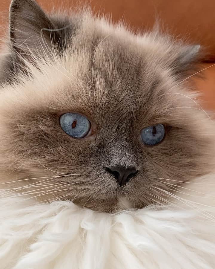 Tinaのインスタグラム：「Purring cloud ☁️😻」