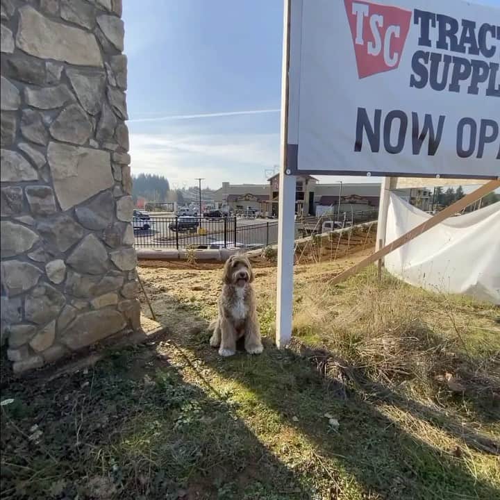 DogsOf Instagramのインスタグラム：「“It’s open! It’s open! The brand new @tractorsupply in my town is open (#ad) I took my humans the other day to show them all the cool stuff that TSC offers. It’s our new go-to place for all my pet needs. Little buddy loves the toy cars & trucks, and I love...welll...everything!  Not only does TSC have yummy and fun pet supplies, they partner with community pet shelters to hold adoption events throughout the year. They also have PetVet preventative clinics to keep me healthy. And their year-round pet friendly environment makes it a fun place to take your human. I can’t wait to go back!” writes @reagandoodle #TSCpets #dogsofinstagram」