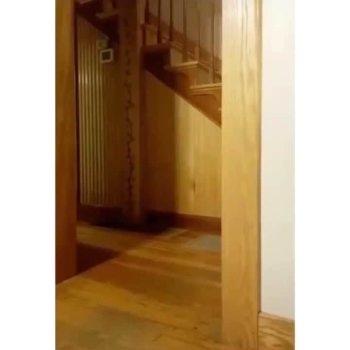 カロリーヌ・ド・メグレのインスタグラム：「Sorry 😐 I’ve been watching this over and over. That’s what happens when you don’t do anything for 36 hours straight. To watch ONLY with music 🔊🔊🔊 🎶 kulikitaka, @tonogalactico rg @animals_comedyy」