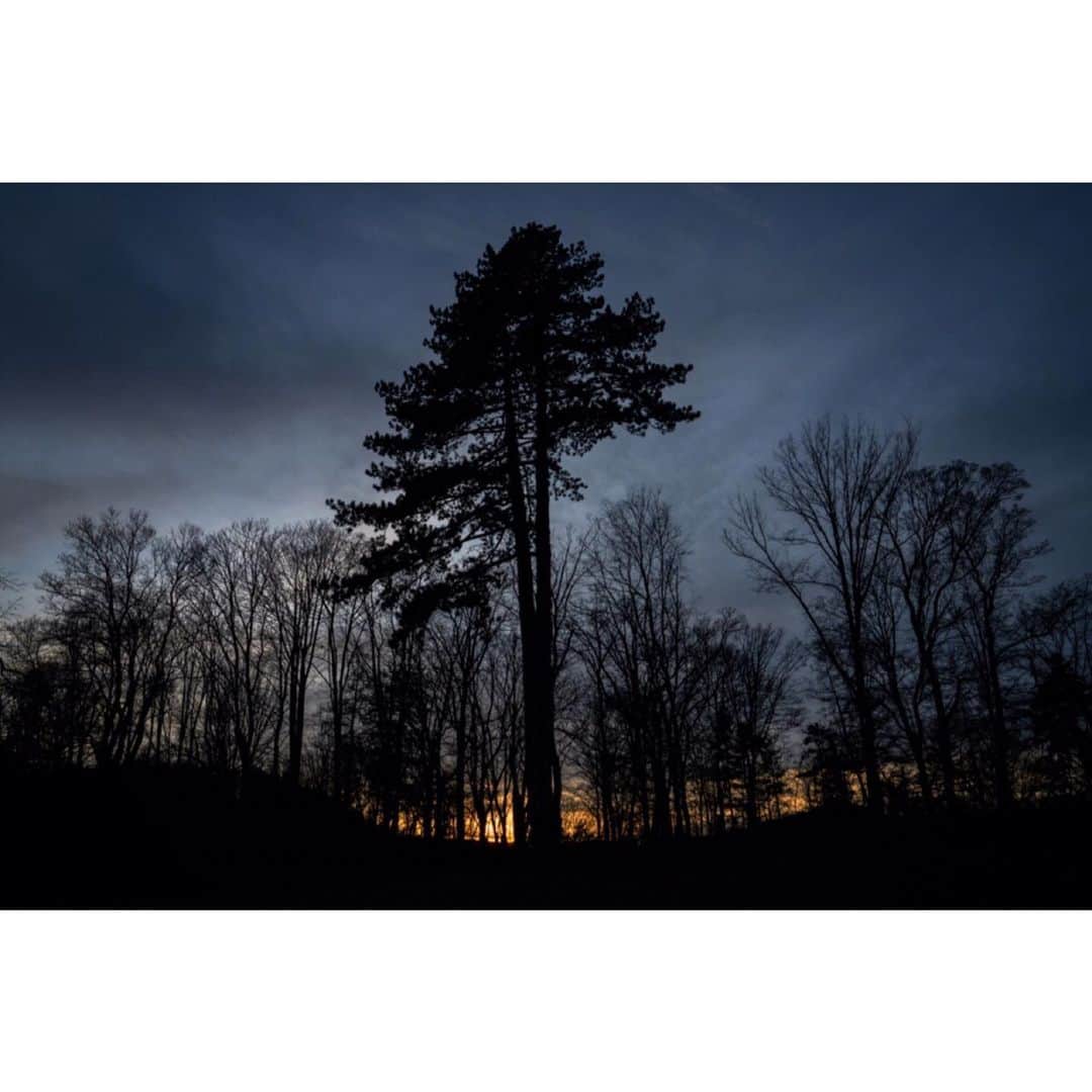 エマニュエル・ルベツキさんのインスタグラム写真 - (エマニュエル・ルベツキInstagram)「A Czech Sequoia ? Or Scots Pine?」12月23日 2時16分 - chivexp