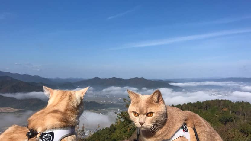 じゅらさんのインスタグラム写真 - (じゅらInstagram)「✩ #かめおか霧のテラス 🌁☁️🌫 雲海🌫⛰景色最高〰️🥳めちゃくちゃ綺麗でした🥺☁️ 京都の山奥に引越して朝の霧のすごさに驚きました😂 ・ sea of clouds☁️🌁🌫 It is a very beautiful scenery🥺☁️✨ ・ YouTube▶️_archange_jura_ Twitter▶️ @jura_archange_ ・ #catsofinstagram#cats_of_instagram#instagood#catloversclub#petstagram#cutecatclub#ScottishFold#britishshorthair#Siberian#catoftheday#catsofinstagram#catsofworld#a_world_of_cats#instacats#cuteanimals#topcatphoto#instacat_meows#고양이#lioncat#スコティッシュフォールド#ブリティッシュショートヘア#サイベリアン#adorable#lioncat#猫#旅猫#雲海#trip#seaofclouds#京都#雲海テラス」12月23日 3時45分 - _archange_