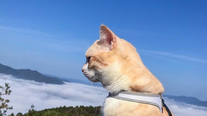 じゅらさんのインスタグラム写真 - (じゅらInstagram)「✩ #かめおか霧のテラス 🌁☁️🌫 雲海🌫⛰景色最高〰️🥳めちゃくちゃ綺麗でした🥺☁️ 京都の山奥に引越して朝の霧のすごさに驚きました😂 ・ sea of clouds☁️🌁🌫 It is a very beautiful scenery🥺☁️✨ ・ YouTube▶️_archange_jura_ Twitter▶️ @jura_archange_ ・ #catsofinstagram#cats_of_instagram#instagood#catloversclub#petstagram#cutecatclub#ScottishFold#britishshorthair#Siberian#catoftheday#catsofinstagram#catsofworld#a_world_of_cats#instacats#cuteanimals#topcatphoto#instacat_meows#고양이#lioncat#スコティッシュフォールド#ブリティッシュショートヘア#サイベリアン#adorable#lioncat#猫#旅猫#雲海#trip#seaofclouds#京都#雲海テラス」12月23日 3時45分 - _archange_