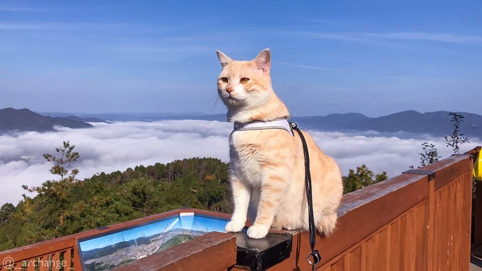 じゅらのインスタグラム：「✩ #かめおか霧のテラス 🌁☁️🌫 雲海🌫⛰景色最高〰️🥳めちゃくちゃ綺麗でした🥺☁️ 京都の山奥に引越して朝の霧のすごさに驚きました😂 ・ sea of clouds☁️🌁🌫 It is a very beautiful scenery🥺☁️✨ ・ YouTube▶️_archange_jura_ Twitter▶️ @jura_archange_ ・ #catsofinstagram#cats_of_instagram#instagood#catloversclub#petstagram#cutecatclub#ScottishFold#britishshorthair#Siberian#catoftheday#catsofinstagram#catsofworld#a_world_of_cats#instacats#cuteanimals#topcatphoto#instacat_meows#고양이#lioncat#スコティッシュフォールド#ブリティッシュショートヘア#サイベリアン#adorable#lioncat#猫#旅猫#雲海#trip#seaofclouds#京都#雲海テラス」