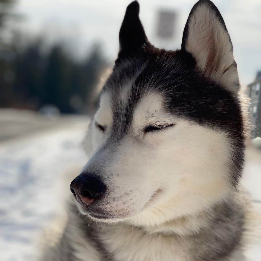 イナキョウコさんのインスタグラム写真 - (イナキョウコInstagram)「First day of Winter!!! It’s the best day of the year according to the boys. Having a moment laying in the snow and enjoying the warm sun. . . . . . #siberianhusky #husky #pomsky #pomeranian #pom #snowdog #winter #wintersolstice #snow #adventure #dogsofinsta」12月23日 3時56分 - inakyoko