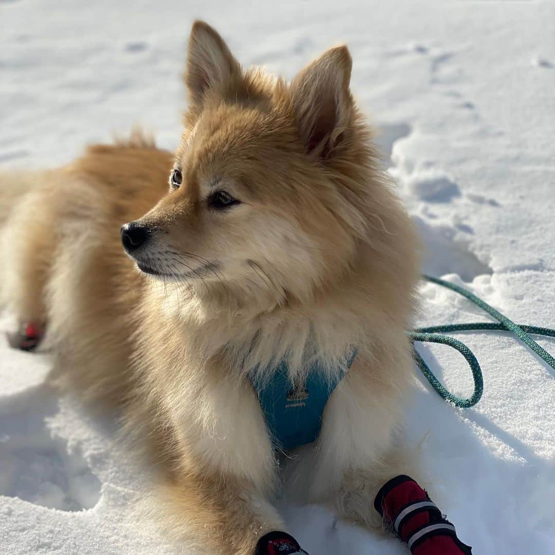 イナキョウコのインスタグラム：「First day of Winter!!! It’s the best day of the year according to the boys. Having a moment laying in the snow and enjoying the warm sun. . . . . . #siberianhusky #husky #pomsky #pomeranian #pom #snowdog #winter #wintersolstice #snow #adventure #dogsofinsta」