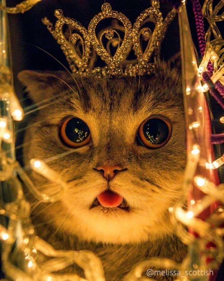Melissa Einsteinのインスタグラム：「Queen of Blep wishes you a nice holidays 🥳」