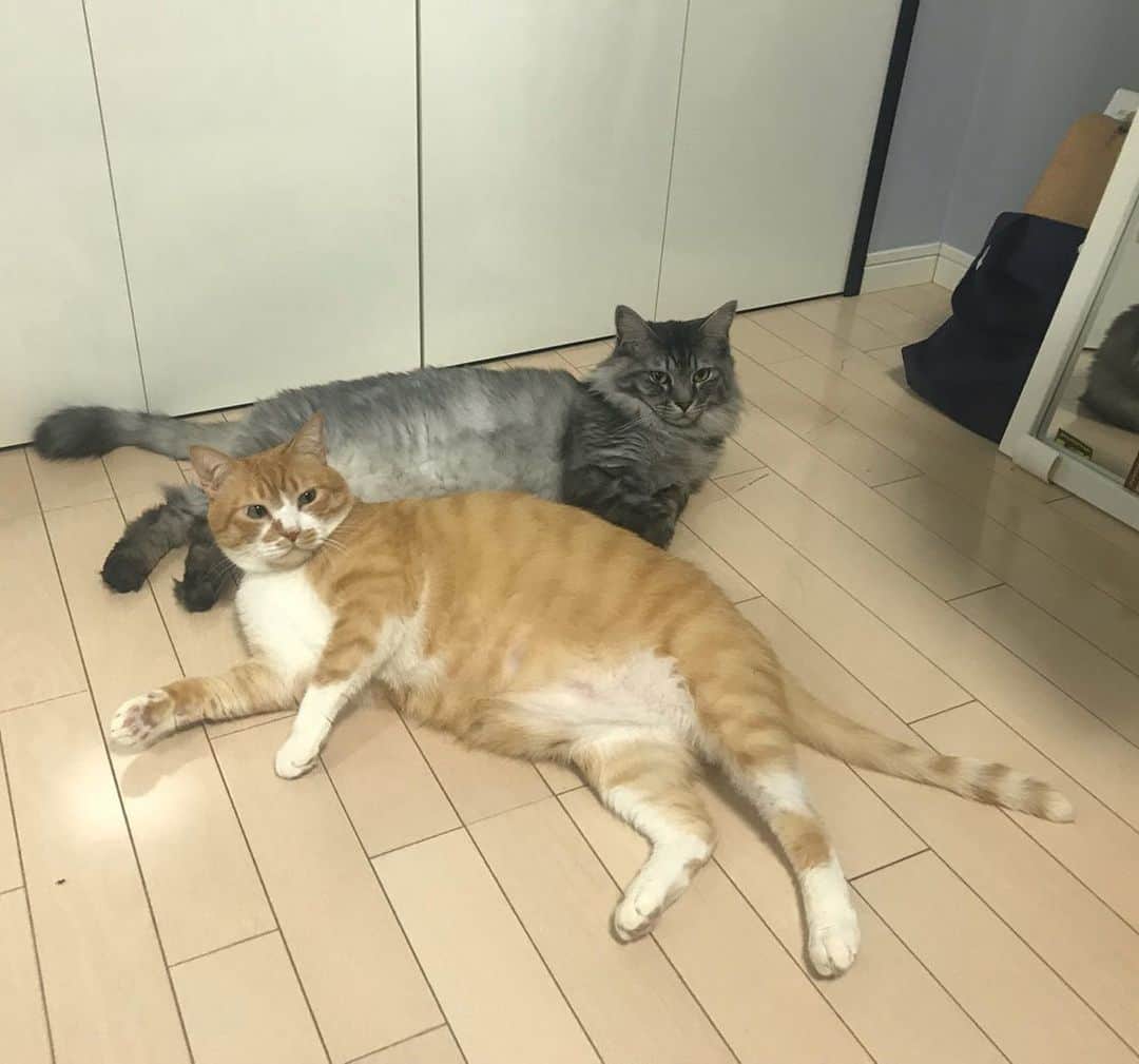真間玲奈のインスタグラム：「2019.12.22. ツナが天国にいきました。  ６歳。あまりにも早い別れでした。 上京して初めて飼ったこで、猫も初めてで、毎日が新鮮で愛嬌たっぷりのツナに沢山の幸せをもらってた。ツナは特別な子で。気持ちが通じ合っているのが分かったし、話しかけたら答えてくれて優しく寄り添ってくれる本当に本当にいいこだった。  最後のお別れはできなかったけど友達の家族に見守れながら安らかに眠ったのを聞いて少し安心。やっと苦しいのから解放されたね。この1か月治療頑張って本当にえらかった。天国で大好きなチュール食べて、もっくんやうに達を見守ってね。😔 家族になってくれてありがとう」