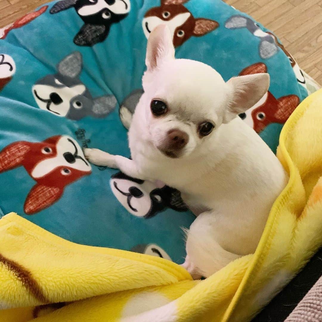 KORIKIのインスタグラム：「おはようございます♪ * #dogofsapporo #dog, #dogs, #dogstagram,#chihuahua,#犬バカ部,#チワワ,#koriki, #hanadog #白スムチ連合会, #スムチー,  #dogofthedayjp, #dogoftheday  #ilovemydog #instadog #instapet #WhiteChihuahua  #吉娃娃 #치와와  #dogsofinstagram #Chihuahualover  #ชิวาวา #チワワの輪 #barkbox #WhiteChihuahuaParty #もふもふモフモフ」
