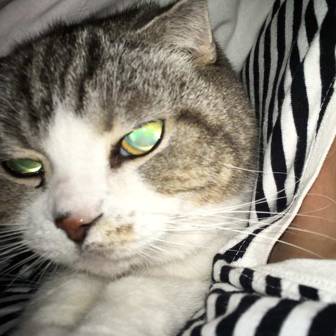 ミツバ&フックのインスタグラム：「無理やりではなく、いつも早朝、遠慮ぎみに入ってきます #ilovecat」