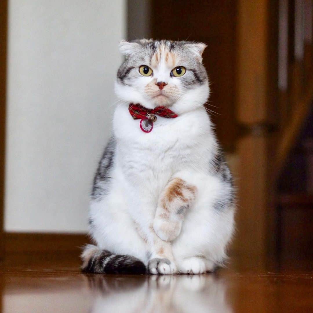 takegaeruのインスタグラム：「今週で仕事納め 頑張りましょう✨  #cat #scottishfold #猫 #スコティッシュフォールド #三毛スコ友の会」