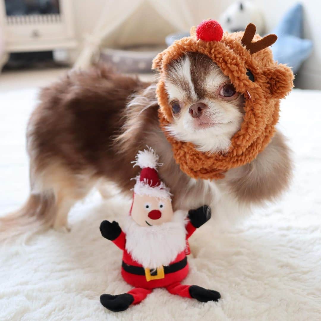 kayoのインスタグラム：「* * らいちんトナカイ もうすぐお仕事よー🦌🎄⭐️ * * Lychee⭐️ * * #クリスマスイブイブ #chihuahua#chihuahualove#dogstgram#dog#instadog#チワワ#チワワ大好き * *」