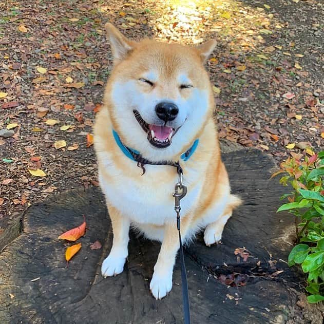 まる（まるたろう）さんのインスタグラム写真 - (まる（まるたろう）Instagram)「Good morning!✨🐶☺️✨いよいよ大詰めだね〜✊🏻終わり良ければ全てよし。 #大丈夫 #なんとかなるよ #いってらっしゃい #月曜日は笑顔で頑張る日」12月23日 8時42分 - marutaro