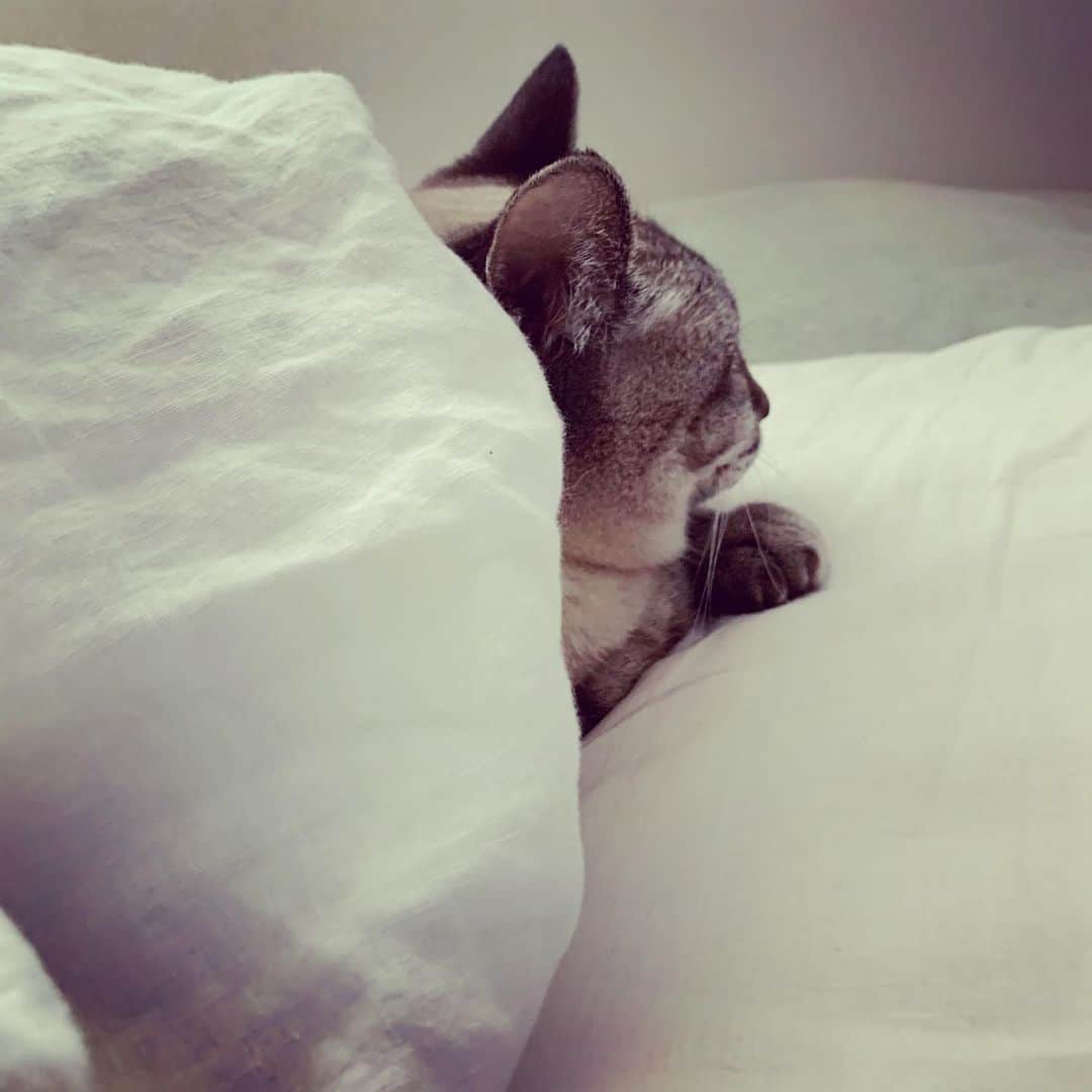 柏木美里のインスタグラム：「隣で寝ている人が、私の枕と、私の布団を使いこなしすぎである🙀  #ねこすたぐらむ #ふわもふ #ねこすきさんと繋がりたい #おはよう」