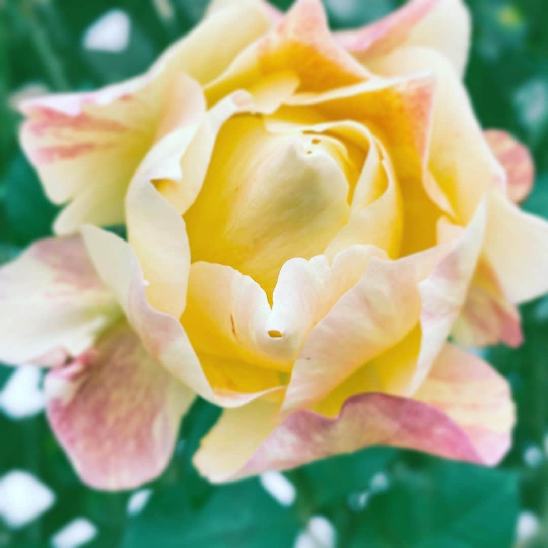 中野敬久さんのインスタグラム写真 - (中野敬久Instagram)「#flower #flowersoflife #monday #love #goodmorning」12月23日 9時00分 - hirohisanakano