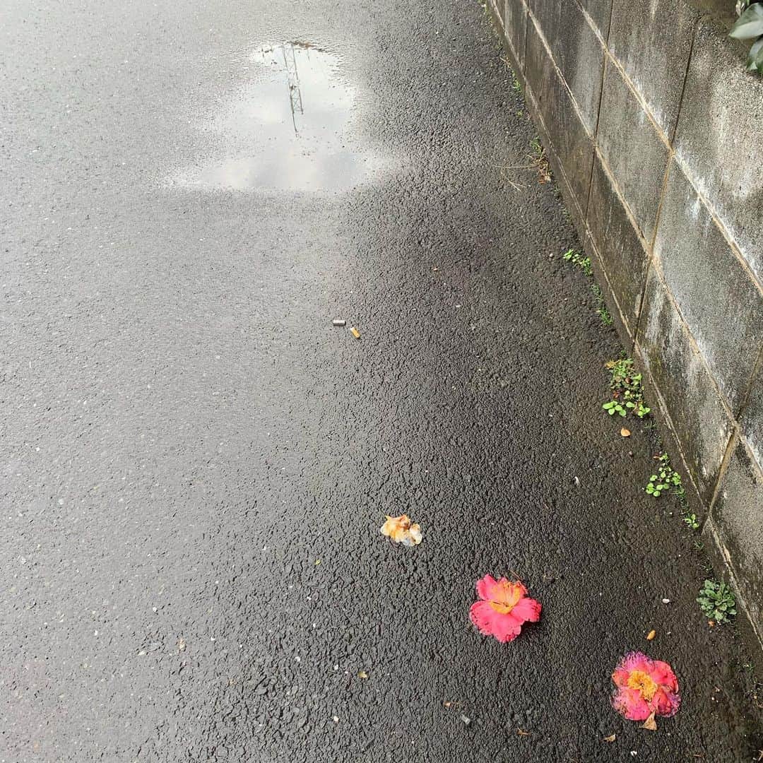 宙也さんのインスタグラム写真 - (宙也Instagram)「雨あがり。落椿。」12月23日 9時43分 - chuya_aquarius