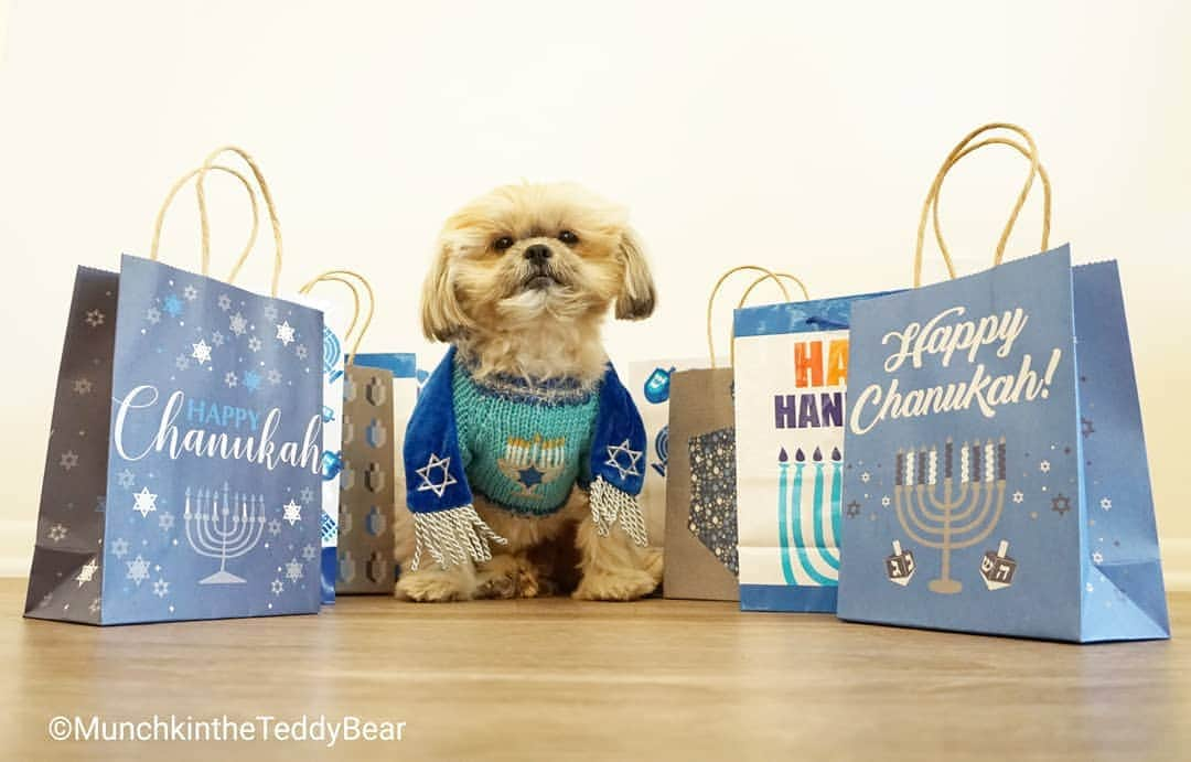 Original Teddy Bear Dogさんのインスタグラム写真 - (Original Teddy Bear DogInstagram)「8 days of presents woohoo! Happy Hanukkah! 🕎🎁💙🐶」12月23日 9時39分 - munchkintheteddybear