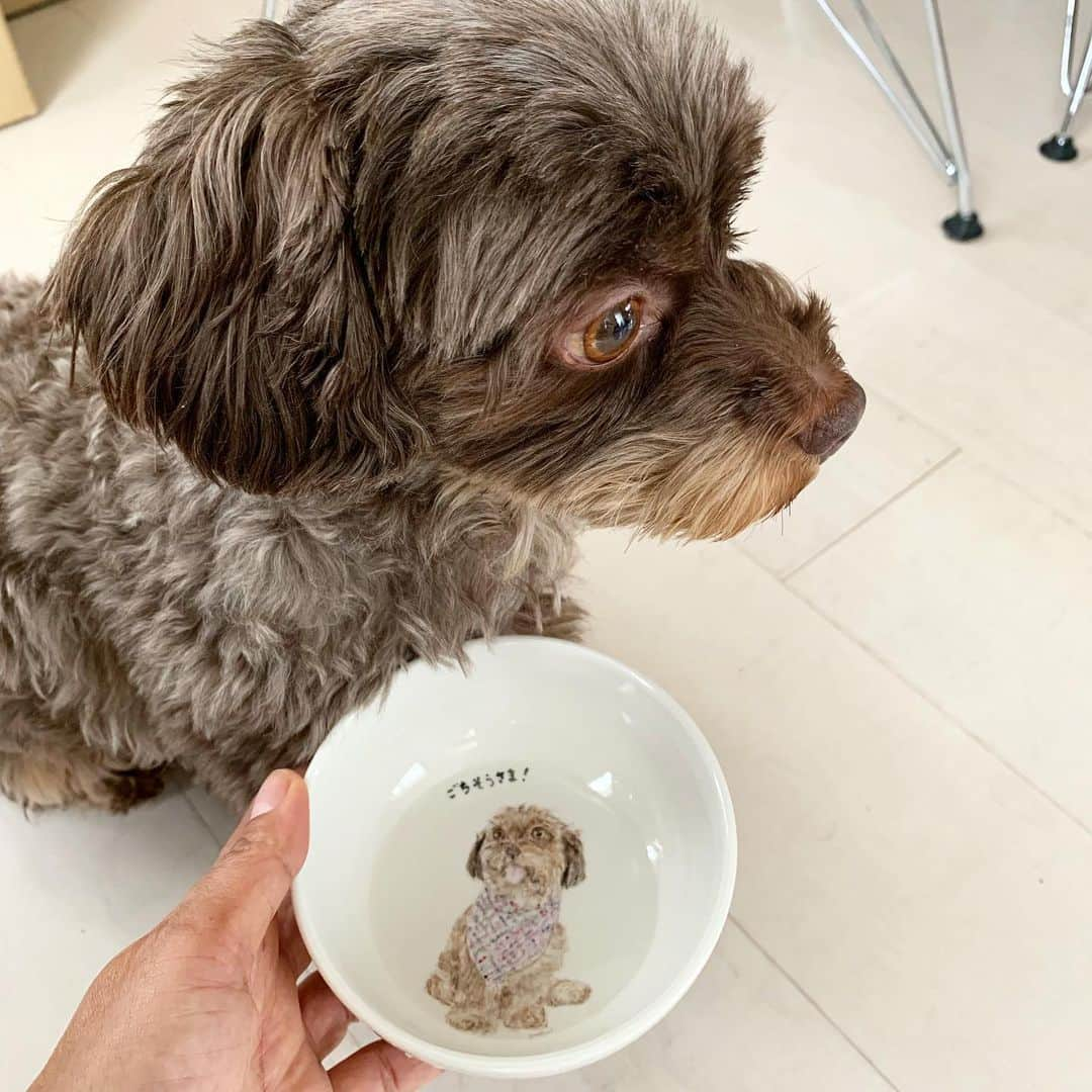 前田典子さんのインスタグラム写真 - (前田典子Instagram)「オレっちのお皿 🐶 わん友ルイスのママ @minakomatsuisaito ちゃんからのプレゼント🎁😆 #嬉しいなぁ💕  オレっちを描いてくれたのは 豆柴トゥルー&エヴァーのママ #ありがとう❤️ ❤️❤️❤️❤️ ママ用のマグカップもお揃いだよ ☕️ #クリスマスは ワンコケーキ🎄🎂 食べたいけど… ダイエット中なんだ〜オレっち😞 #ぐっち  #dog #pet #犬 #チワプー #ミックス犬🐕🐩」12月23日 9時40分 - maenorichang