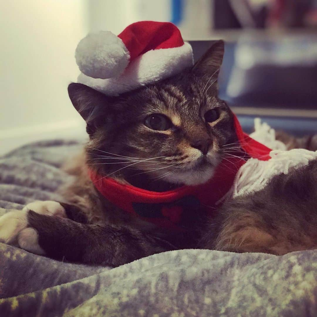 Hapa 英会話さんのインスタグラム写真 - (Hapa 英会話Instagram)「Somebody’s ready for Christmas 😽 ・ ・ ・ ・ #にゃんすたぐらむ #猫部 #猫サンタ #christmascats #christmascatsofinstagram #catsagram」12月23日 10時38分 - hapaeikaiwa