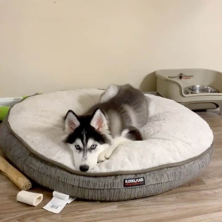 husky and malamuteのインスタグラム：「Monday.🙃」