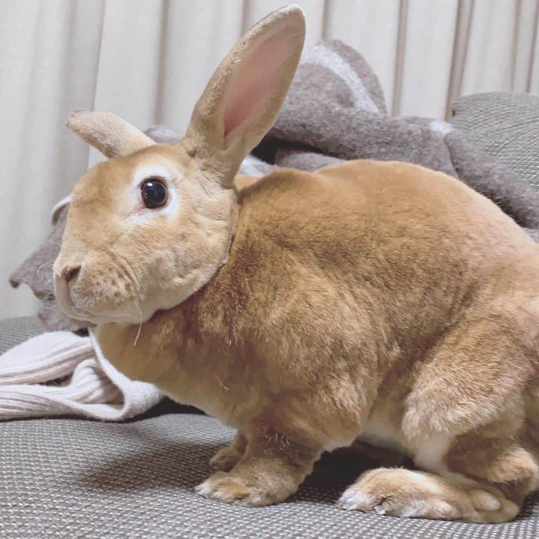 小島瑠璃子さんのインスタグラム写真 - (小島瑠璃子Instagram)「🐰 26歳になりましたー！ え、うそあっという間。 これが噂に聞く 「20代はやいよー😉 直ぐ30になっちゃうから！」 ってやつかなぁ👀✨ 26歳も悩むことあるだろうけど 毎日楽しく生きていきます✌🏻 最近ますます寒いのでみんな 加湿して栄養あるもの食べてね！」12月23日 11時32分 - ruriko_kojima