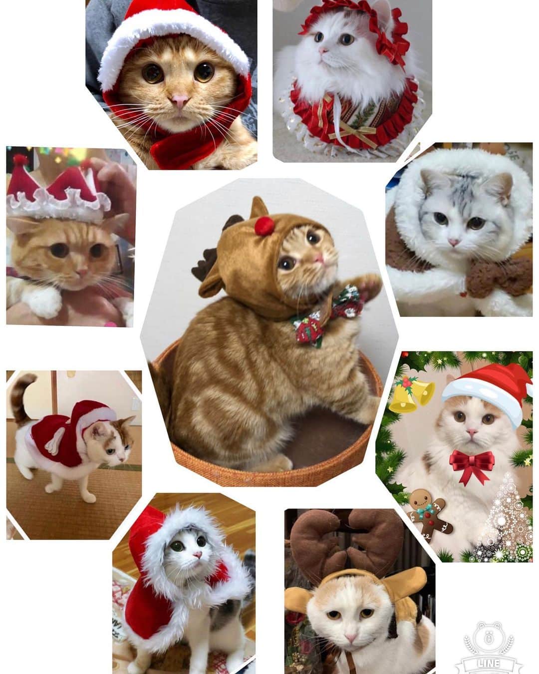 まんちの樹（マンチカンブリーダー）さんのインスタグラム写真 - (まんちの樹（マンチカンブリーダー）Instagram)「遅ればせながら、今年も猫親戚さんクリスマスコスプレ募集しています。締切は24日。猫親戚さんでクリスマスっぽい写真が撮れたらラインくださいね。コスプレがイヤイヤな子が多いから、お気に入り写真にクリスマス画像加工でもOKです。  #マンチカン#munchkin#スコティッシュフォールド#アメリカンショートヘア#ミヌエット#猫#ねこ#ネコ#neko#cat#ねこ部#猫部 #猫好き#猫のいる暮らし#まんちの樹#猫ブリーダー#マンチカンブリーダー#可愛い猫#クリスマスコスプレ#クリスマスコスプレ猫#コスプレ猫 #catstagram#catsofinstagram#catsofworld#catstagram#kittens_of_world#catlocatlover#instacat#cutecat#instacatsgram」12月23日 11時44分 - machiyominoura