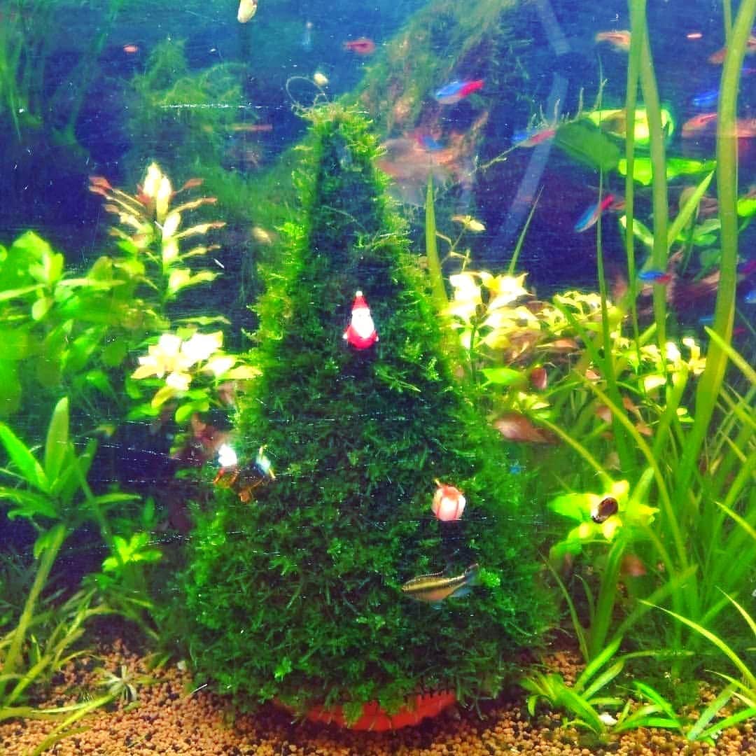 【公式】オーシャンリゾートホテル マホロバ・マインズ三浦さんのインスタグラム写真 - (【公式】オーシャンリゾートホテル マホロバ・マインズ三浦Instagram)「本館エントランスにある水槽にもクリスマスツリーが飾られています。 かわいい🎄 . #クリスマス #サンタ #サンタクロース #水槽 #水槽ディスプレイ #アクアリウム #水草水槽 #熱帯魚 #水景 #水槽のある暮らし #クリスマス旅行 #クリスマスツリー #クリスマスディスプレイ #クリスマスインテリア #ホテルエントランス #ホテルロビー # #リゾートクリスマス #神奈川旅行 #maholovaminds #マホロバケーション #マホロバマインズ #三浦 #三浦市 #マホロバ #三浦半島 #マホロバマインズ三浦 #三浦海岸」12月23日 12時02分 - maholova_minds_miura