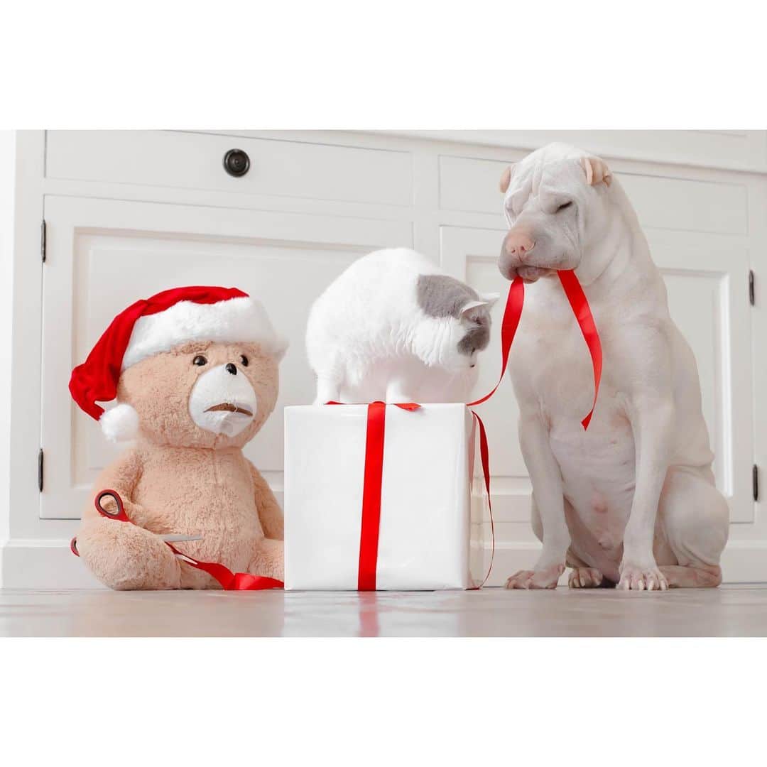annie&pADdinGtoNさんのインスタグラム写真 - (annie&pADdinGtoNInstagram)「Santa’s workshop ♥️ #ted #butler #paddington #love #merrychristmas #santasworkshop #sharpei #sharpeisofinstagram #britishshorthair #cat #cats #catsofinstagram #dog #dogs #dogsofinstagram #wrinkles #cutepetclub #brothers #dogstagram #catlovers #pets #christmas #instagood #weeklyfluff #iloveyoutothemoonandback」12月23日 12時05分 - anniepaddington