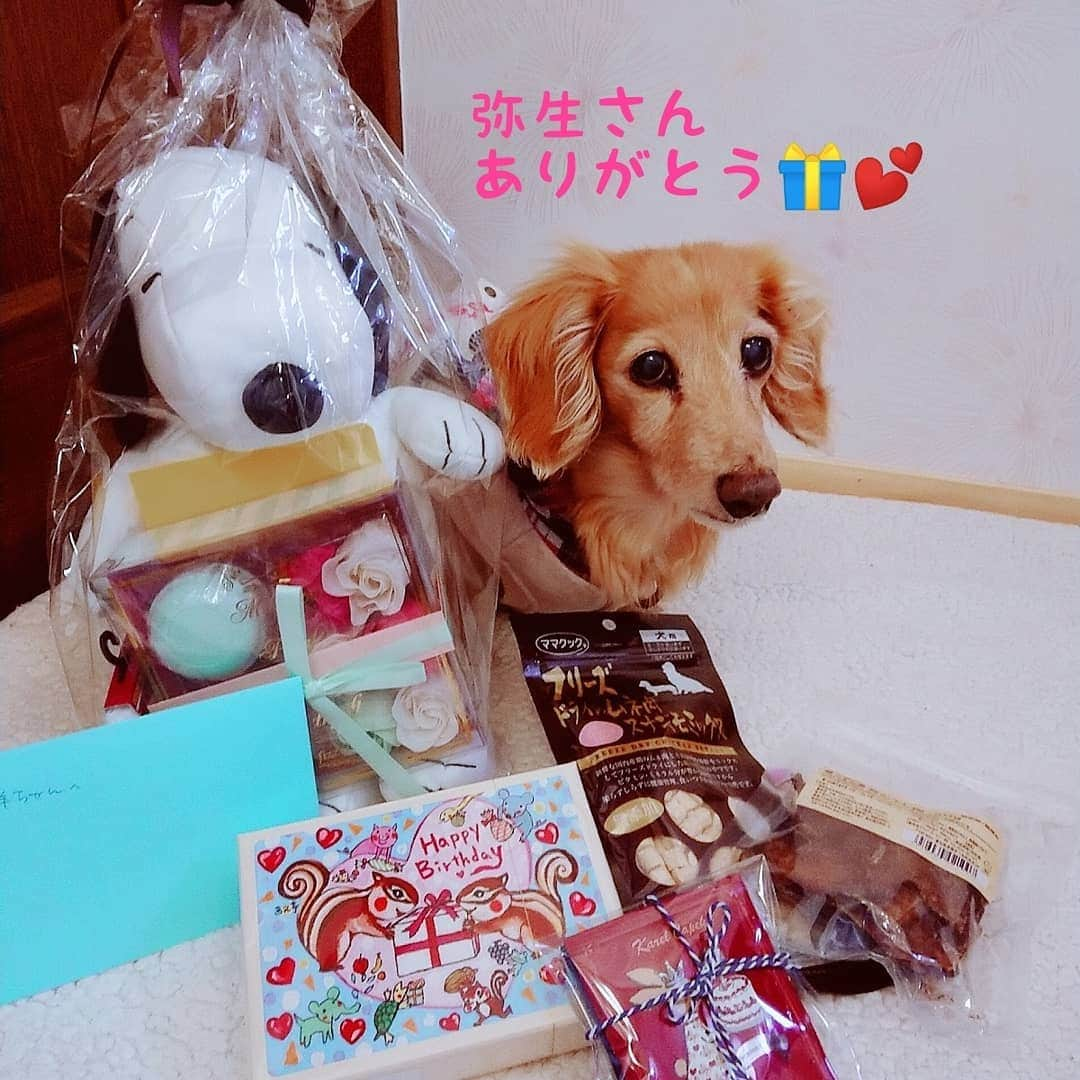 ピックさんのインスタグラム写真 - (ピックInstagram)「こんにちは❤️ レオンfamily🐶🐶🐶 @creon0302 , 弥生さんから、お誕生日プレゼント🎄🎅🎁✨ ぴっちゃんには、クリスマス🎄🎆🎄プレゼント🎄🎅🎁✨ 、 届いたよ😃 、 スヌーピーのぬいぐるみかと、思いきや❗ 広げたらブランケットに、こりゃ使い勝手よさげ～😉 、 バスセットも❗おっしゃれー 、 今日は、しゃぶしゃぶのあとは、 弥生さんからの、紅茶と、お茶菓子頂くね😃 、 お互いシニアちゃん抱えて、不安や心配事増えると思うけど❗ 頑張ろうね😃 、 弥生さん❤️ありがとう❤️ 、 #スヌーピー #ブランケット #お茶菓子 #犬のおやつ  #クリスマスプレゼント  #ありがとう #dog #doglove #dogstagram #instadog #todayswanko #inulog #instagram #インスタグラム #短足部 #coolangel #doglife #犬の居る暮らし #犬 #だいすき #ミニチュアダックス #ミニチュアダックスフンド #ダックス #シニア犬 #15歳 #ピック #モデル犬 #わんわん小学校」12月23日 12時10分 - pick09040904