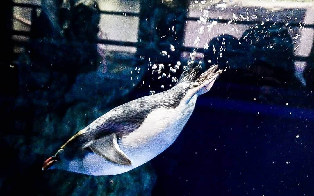 石関友梨さんのインスタグラム写真 - (石関友梨Instagram)「ザッブーンの瞬間🐧  水族館写真集に付き合ってくれて Thanκ чou ♥  明日はXmasイヴだね 🎄🎁💕 今年はいろんな意味で楽しみなんだなぁ(*´罒`*) ではイヴの夜9時にYouTubeでお会いしましょう✨✨✨ #水族館 #写真女 #捕食 #哺乳類 #ペンギン #実物ちっちゃい #飛び込み #Xmas限定 #勝手にゆりもり写真集」12月23日 12時20分 - yurimorico