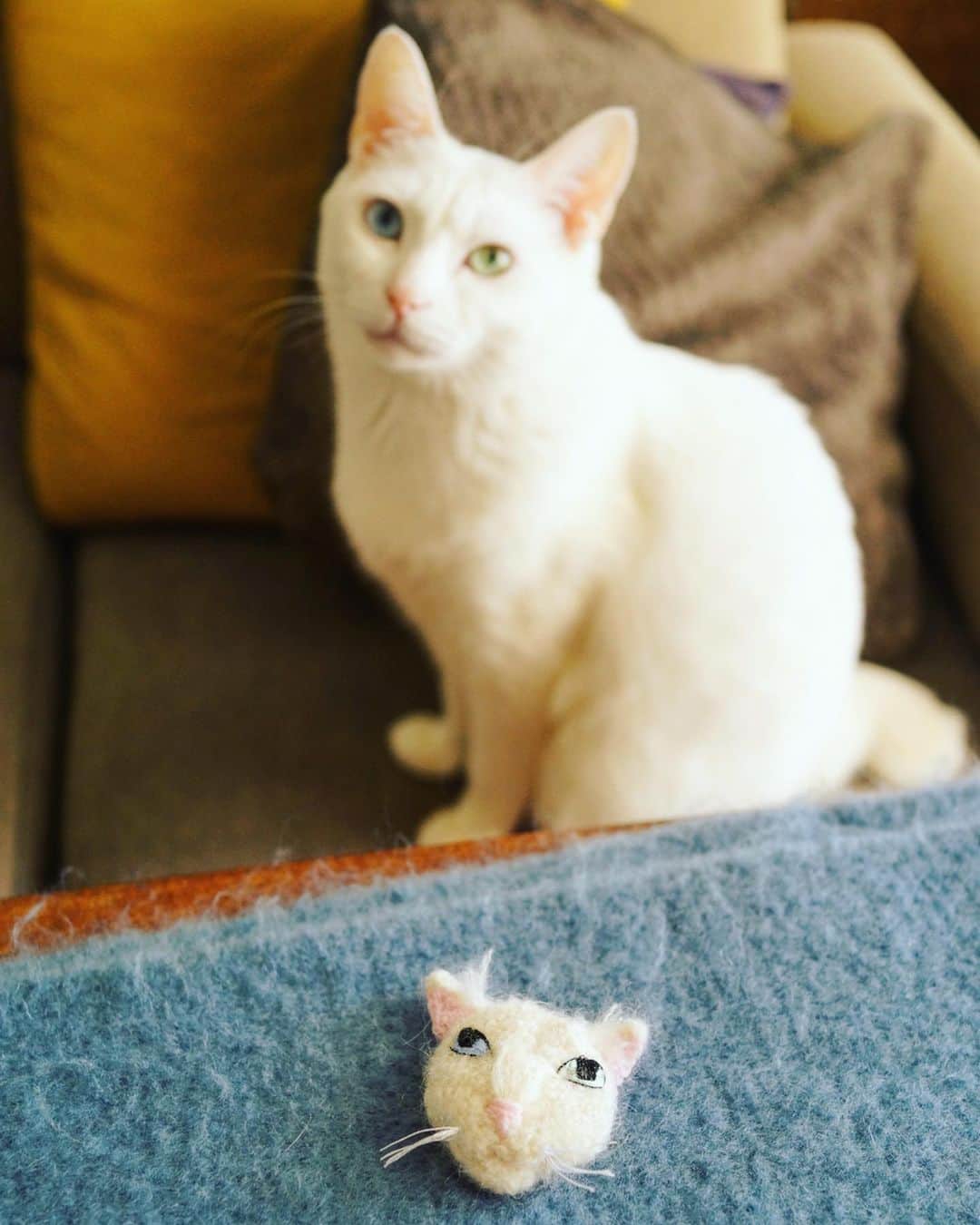 のインスタグラム：「アイビーやったね!!! 🙌 . 先月代官山蔦屋でみた @nekoknit さんの展示 (3枚目のピカソの！あれやっぱりかわいいなぁ)  そこでやっていた「NEKOトワタシ」のキャンペーン なんとなんと当選してしまい、ありがたいことに アイビーのブローチを作っていただきました。  今まで誰にも言われたことのないアイビーの特徴、 眉間のシワのような毛割れ(この写真で伝わるかな) まで気付いて再現してくださっていて、感激… 代官山蔦屋書店の皆さんもありがとうございました 😭 . #nuco_ivy  #nekoトワタシト代官山  @daikanyamatsutaya_cookbooks #いつか私も蔦屋さんでやれるように頑張ろう」