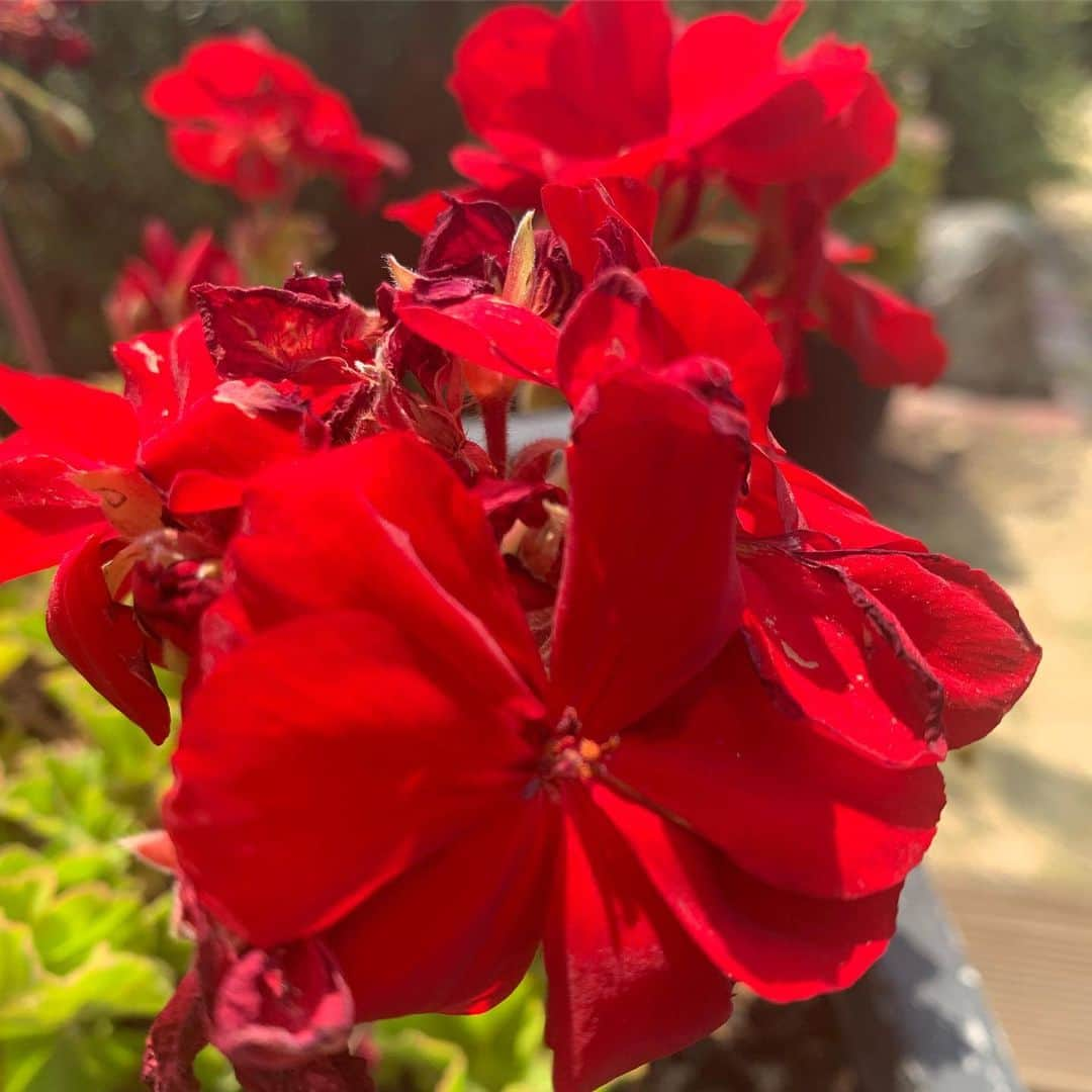 アンドレイ・ペジックさんのインスタグラム写真 - (アンドレイ・ペジックInstagram)「Grandma’s little red flower」12月23日 14時05分 - andrejapejic