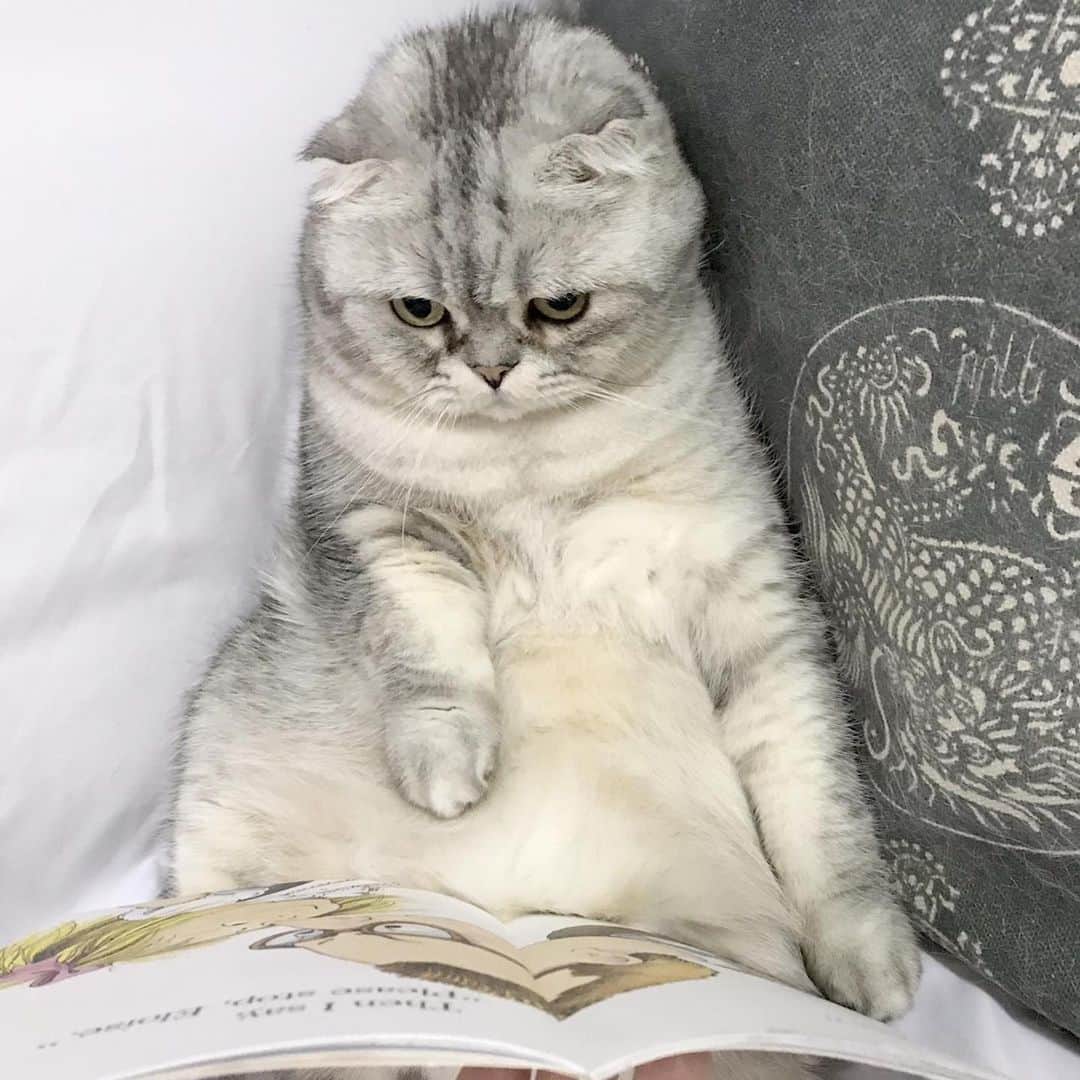 Roku Rokuさんのインスタグラム写真 - (Roku RokuInstagram)「Real fans will know, I love reading ❤️ but I love you more 😘」12月23日 14時26分 - rokuthecat