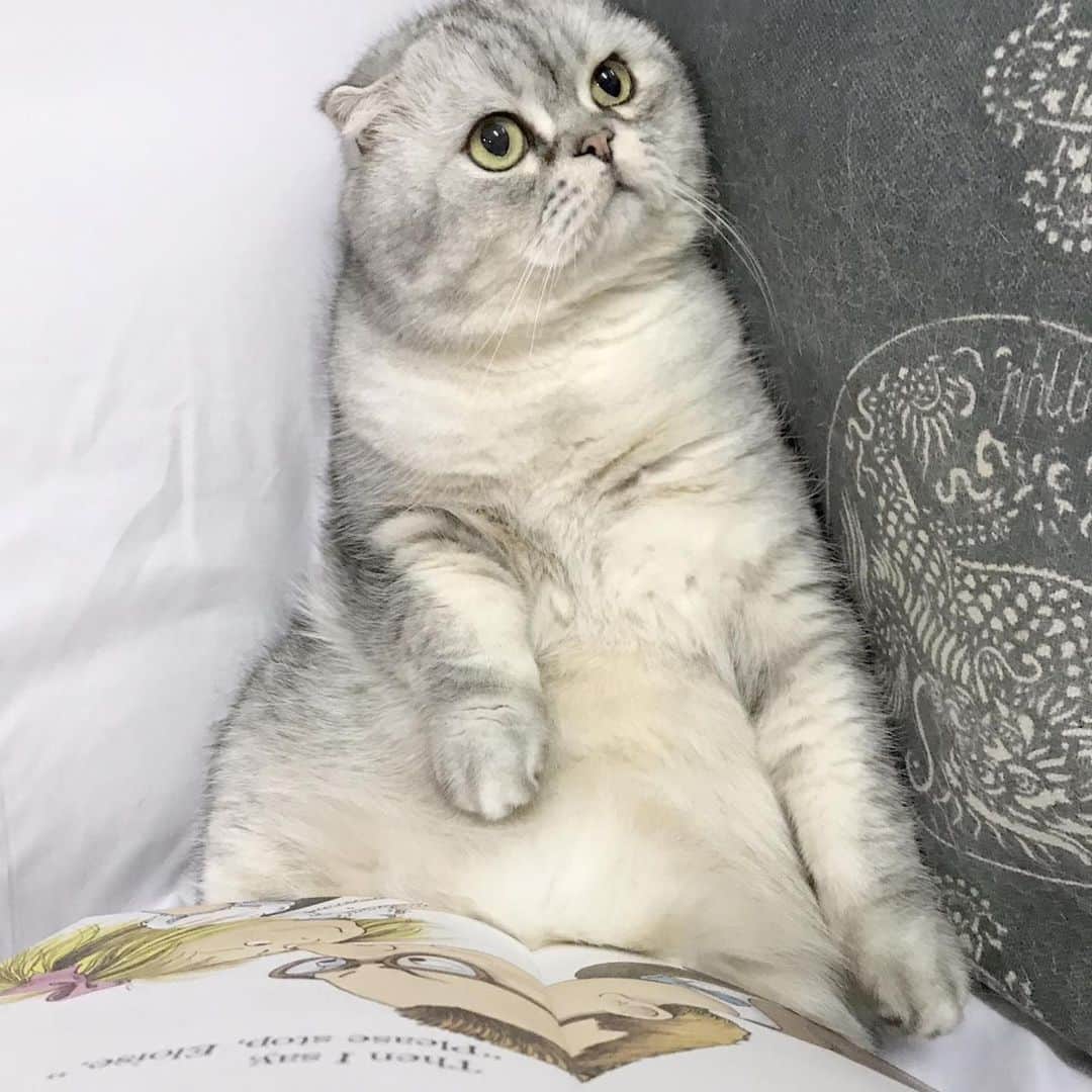 Roku Rokuさんのインスタグラム写真 - (Roku RokuInstagram)「Real fans will know, I love reading ❤️ but I love you more 😘」12月23日 14時26分 - rokuthecat